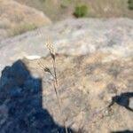 Image result for Loudetia simplex