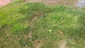 Image result for Kyllinga stenophylla