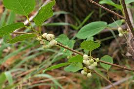 Image result for Flueggea virosa