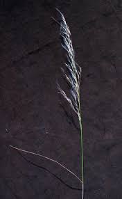 Image result for Stipagrostis