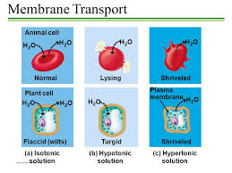 Maybe you would like to learn more about one of these? Origin Of Eukaryotes Ppt Video Online Download
