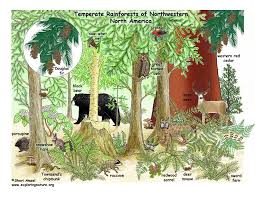 Temperate Rainforests Of North America Temperate Rainforest Biomes Rainforest Biome