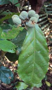 Image result for Dichapetalum