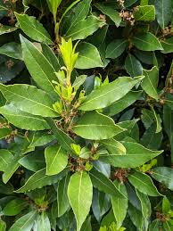 Image result for bay leaf bush foto