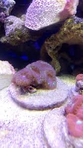Toko ikan hias barito aquarium yang berada di jalan keramat pela no. Pin Oleh Ikan Hias Laut Di Aquarium Air Laut Bogor Aquarium Air Lautan