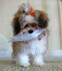Check spelling or type a new query. Havanese Puppies For Sale In North Texas Art Desige Off Wallpaper