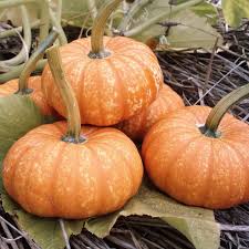 Pumpkin Lil Orange Mon Types Of Pumpkins Pumpkin Growing Pumpkins