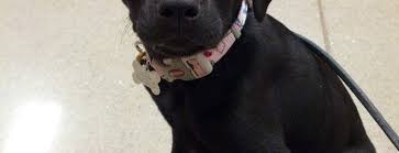 150 s broadway st, new philadelphia. The 9 Best Pet Stores In Columbus