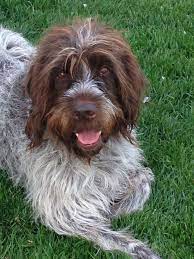 The wirehaired pointing griffon (wpg) is a strong hunting dog. Bentley My Wire Haired Pointing Griffon Wirehaired Pointing Griffon Dogs Korthals Griffon