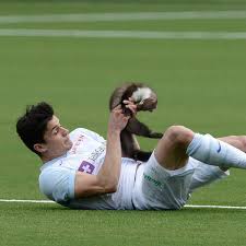 Accessori e mangimi per animali, blog di animali Ein Marder Halt Die Spieler Bei Thun Gegen Zurich In Atem Der Spiegel