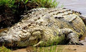 Telcel playa del carmen i. El Increible Escape De Un Nino Tras Perseguido Por Un Cocodrilo Infoveloz Com