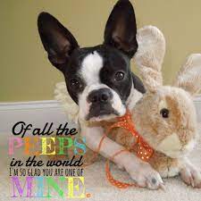 Print or canvas sign up for my new items newsletter and receive 15% off your first purchase. 9 Easter Nuggets Of Inspiration From Lola B Boston Petguide