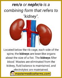ren/o, nephr/o - Master Medical Terms