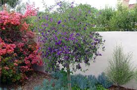 Image result for Lycianthes rantonnetii