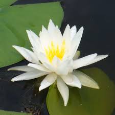 Image result for Nymphaea divaricata