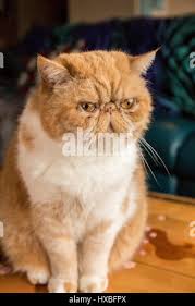 Close Up Portrait Of Grumpy Cat Of Scottish Fold Breed On Isolated Black Background Small Ears And Round Head Stock Photo Alamy