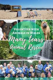 Many Tears Animal Rescue Wales In 2020 Animal Rescue Volunteering With Animals Socializing Dogs