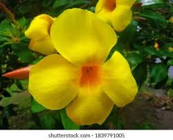 Image result for Hypericum revolutum