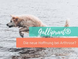 Hunde haben einen angeborenen, starken bewegungsdrang. Galliprant Die Neue Hoffnung Bei Arthrose Vet Dogs