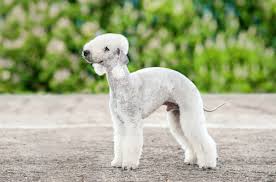 Bedlington Terrier - zooplus Magazine UK
