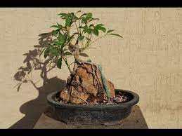 Maybe you would like to learn more about one of these? Root Over Rock Bonsai Youtube