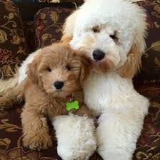 This page features the stunning selection of. About Goldendoodles