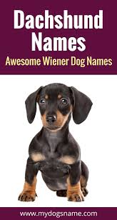 Black And Brown Puppy Names Dachshund Names 150 Awesome Wiener Dog Names My Dog S Name Dog Names Wiener Dog Cute Names For Dogs