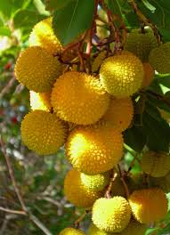 This conifer is called a swamp tree down south and often sheds needles in winter. Arbutus Unedo Photographer Rachel Myers Large Shrub Or Small Evergreen Tree Lovely Cinnamon Coloured Peeling Bar Cinnamon Color Garden Plants Arbutus Unedo