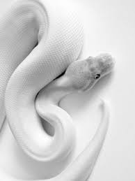 is the white snake just a legend pouted com snake albino animals lovely creatures