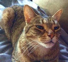 Feb 28, 2018 · there are a lot of factors that can be the difference between a long life for a tabby and one that is not so long, much like humans. Tabby Cats Shift Their Patterns
