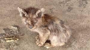 Cara merawat kucing kampung lucu itu mudah. Panduan Merawat Kucing Kurap Scabies Psherbs Panduan