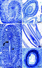 Image result for Emilia abyssinica