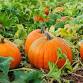 U Pick Pumpkins event image