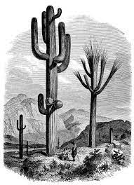 Legends said that when they came upon an eagle with outstretched wings perched on a cactus with a snake in its beak, aztecs would know they had found a place where they would settle. Antique Illustration Of Giant Cactus With People Cactus Art Illustration Cactus Illustration Antique Illustration