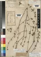 Image result for Justicia heterocarpa