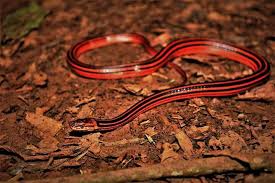 Black And Orange Striped Snake Florida Red And Black Stripped Snake Bothropthalmus Lineatus Pretty Snakes