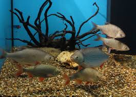 Spatiul de joaca destinat copiilor, infoteca cu computere conectate la. ViziteazÄƒ Centrul Muzeal Ecoturistic Delta DunÄƒrii Booktes