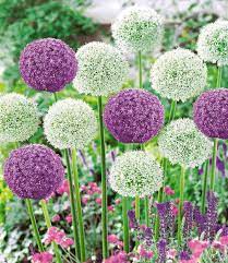 Pin By Marcia Cannon On Allium Flowers Allium Flowers Allium Garden Flower Bed Designs