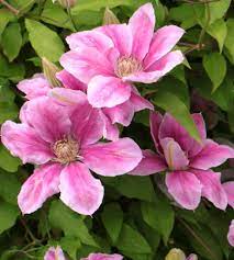 Mulches also help retain soil moisture and maintain even soil temperatures. Clematis Planting Pruning And Advice On Caring For This Flower Vine