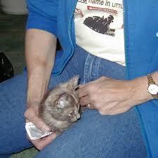 What happens when a cat doesn't eat? Epilepsy In Cats Is My Cat Having A Seizure Pethelpful