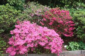 Botanical Garden Rhododendron Sanssouci Bilder Schlosspark