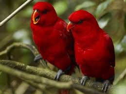Wallpapers Hd Desktop Wallpapers Free Online Bird Wallpapers Most Beautiful Birds Colorful Birds Beautiful Birds