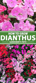 How To Grow And Care For Dianthus Flowers Gardener S Path Dianthus Flowers Sweet William Flowers Beautiful Flowers Garden