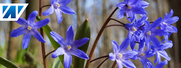 Bulb flowers that start with h. Wetter Net Foto Heiko Sell Facebook