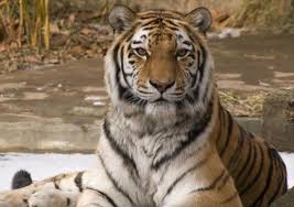 Women killing goat woman cited after dogs escape and kill goat kill goat hot girl 15 Putin S Tiger Suspected Of Killing Goats In China