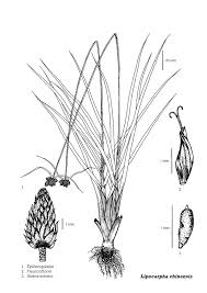 Image result for Lipocarpha