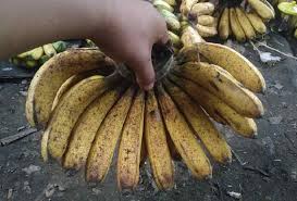 Pisang barangan adalah sejenis pisang dengan cita rasa dan aroma tersendiri dibanding pisang lainnya. Kandungan Dan Manfaat Buah Pisang Barangan Untuk Kesehatan