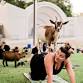 Goat Yoga at the Shell — Overton Park Shell event image