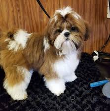Mom is a purebred registered shih tzu weighs 10 lbs. Fancy Garden Shih Tzus Home Facebook