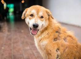 Causes of excessive hair loss in dogs. Dog Hair Loss Hair Loss Diagnosis In Dogs Petmd